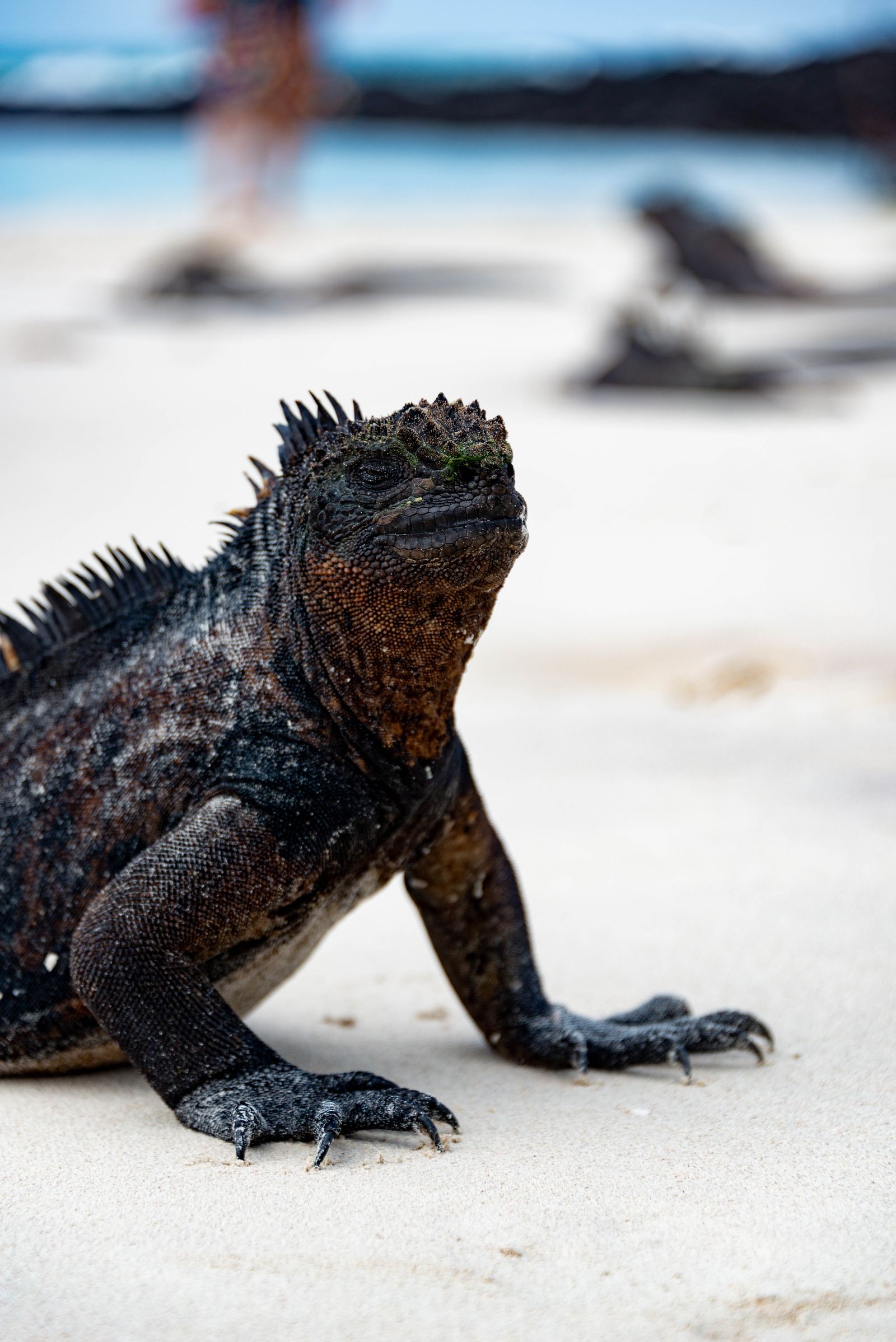 Marine iguana on Santa Cruz