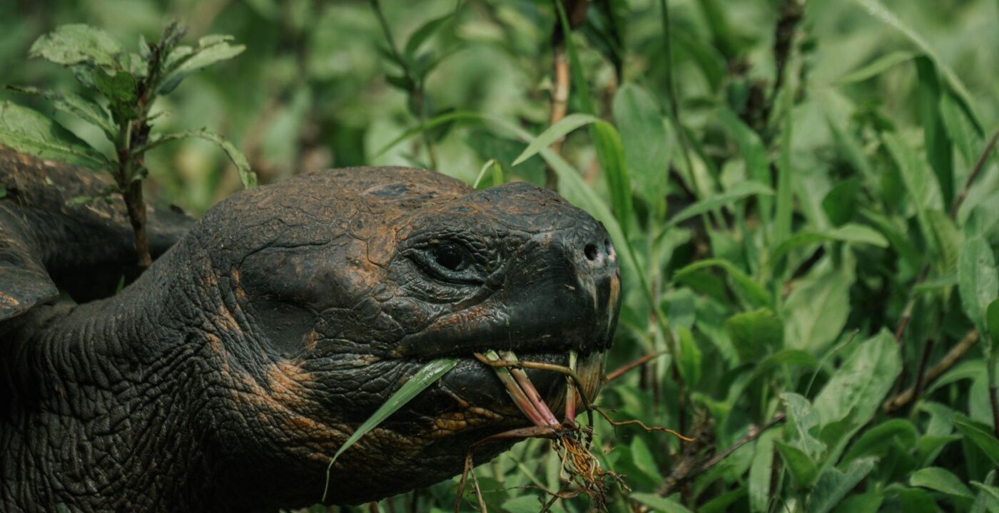 How Far in Advance Should You Book a Galapagos Vacation?