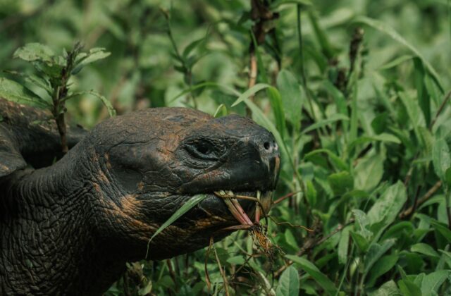 How Far in Advance Should You Book a Galapagos Vacation?