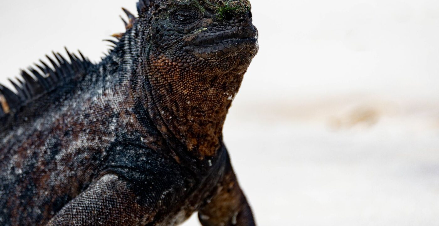 Is the Galapagos Safe for Families Right Now?