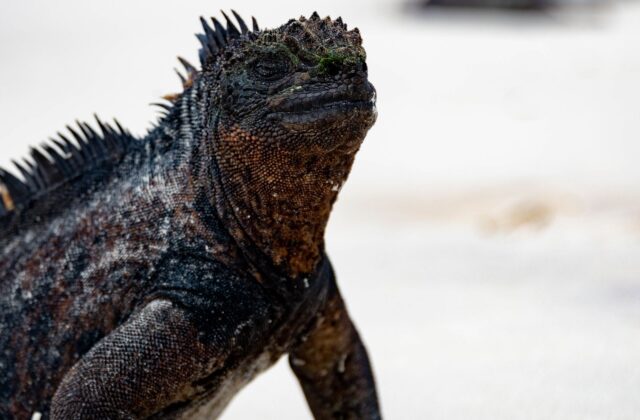 Is the Galapagos Safe for Families Right Now?