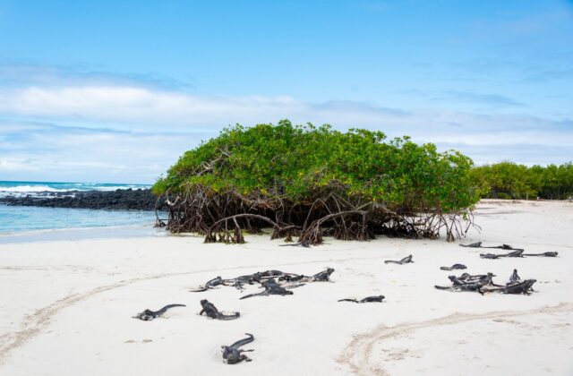 What’s Included in a Galapagos Villa Stay?