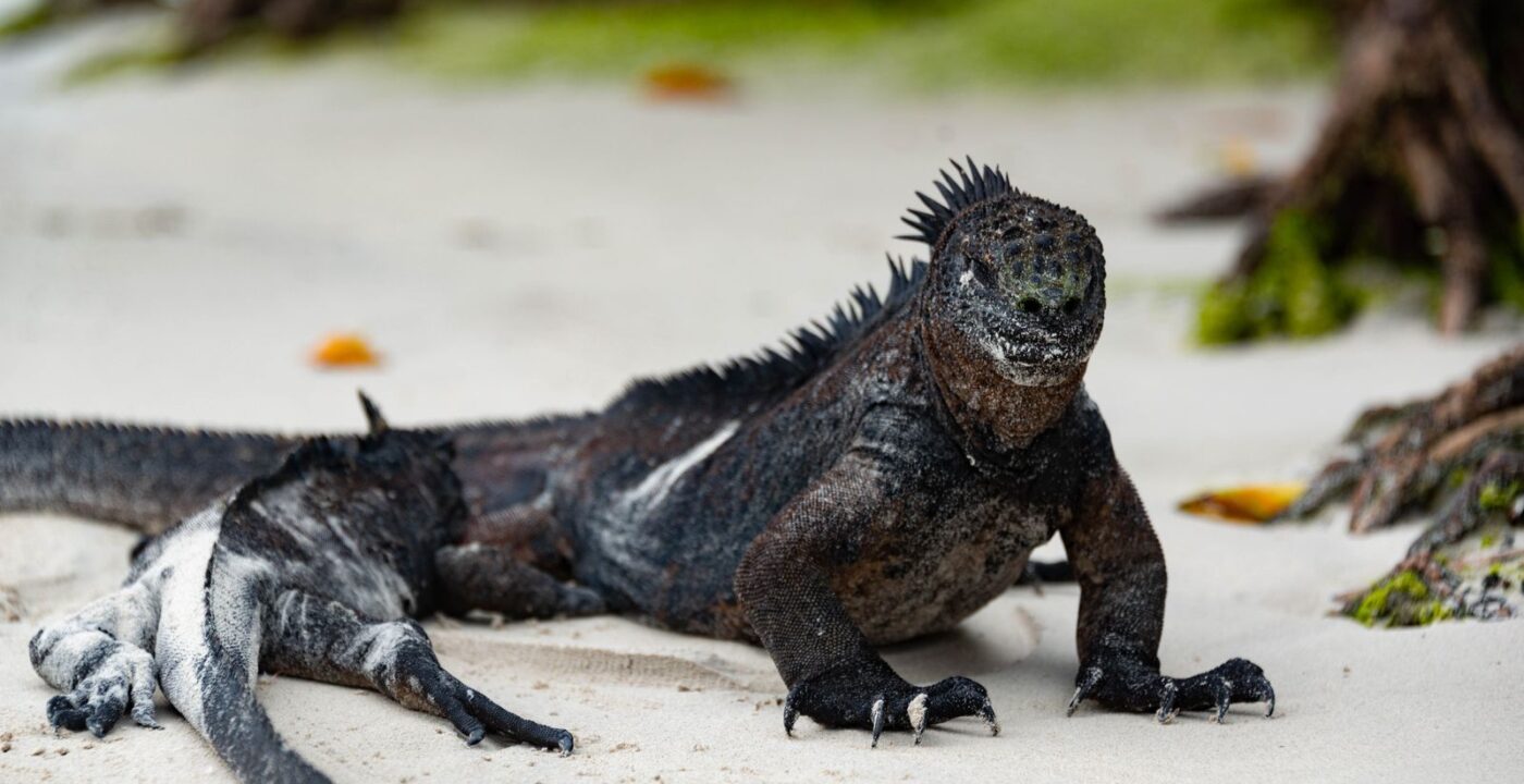 What Makes a Galapagos Villa Better Than a Standard Hotel?