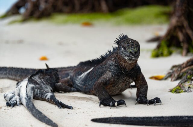 What Makes a Galapagos Villa Better Than a Standard Hotel?