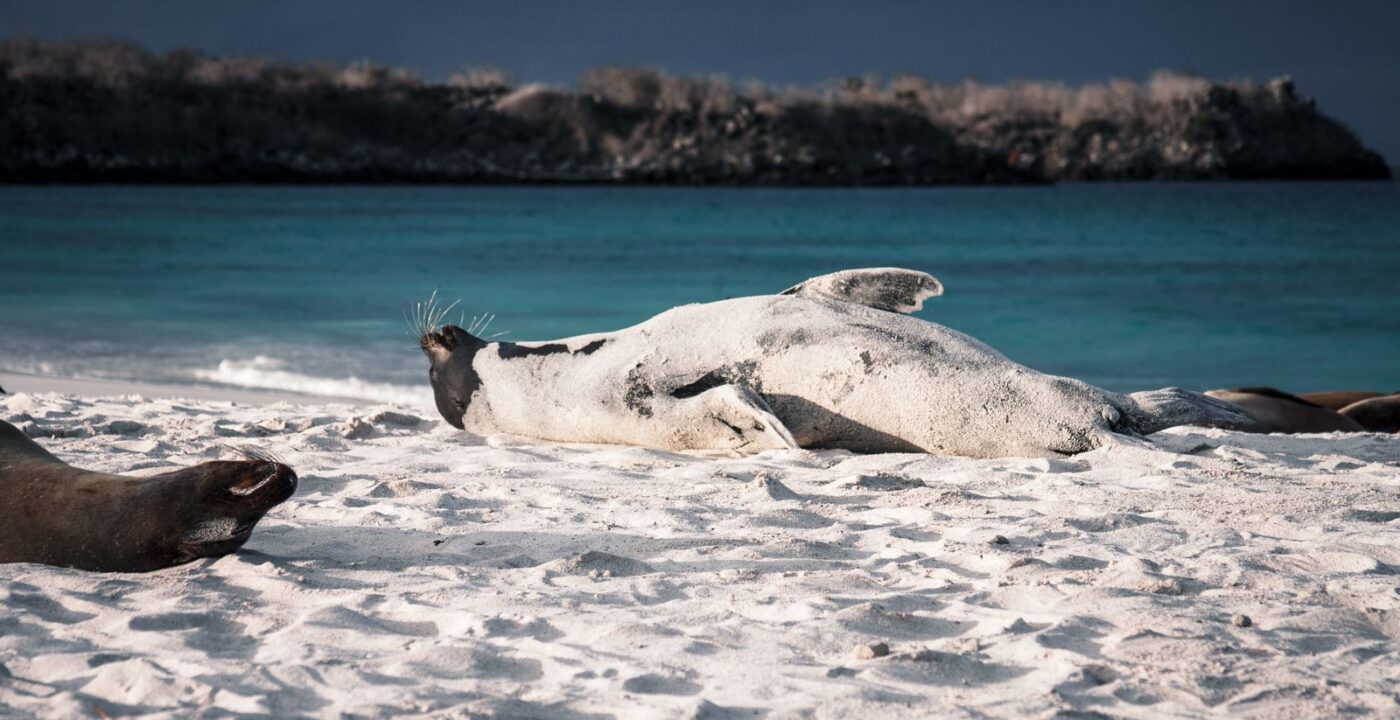 Best Time to Visit the Galapagos with Kids