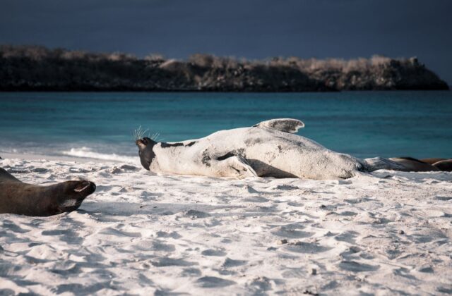 Best Time to Visit the Galapagos with Kids