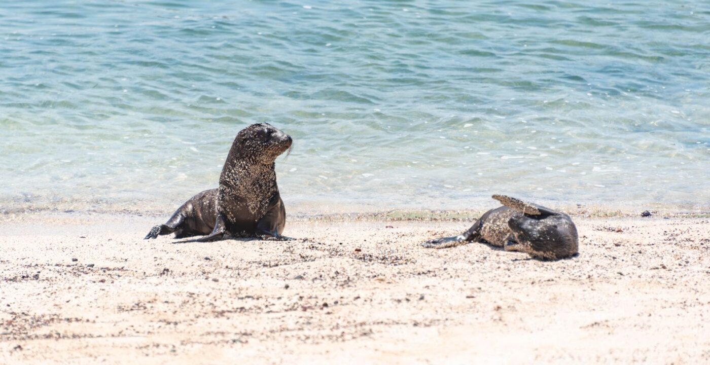 Best Galapagos Islands for Families with Young Children