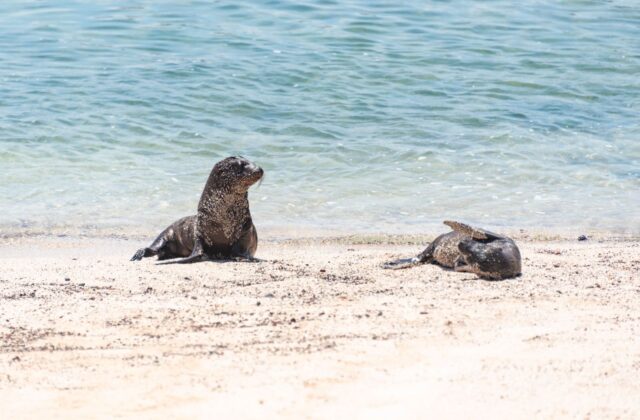 Best Galapagos Islands for Families with Young Children