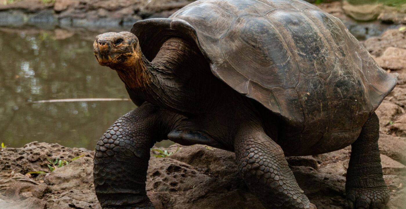 How Much Does a Family Trip to the Galapagos Really Cost?