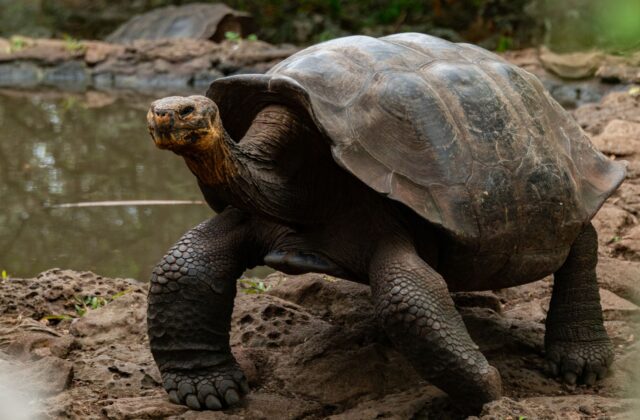 How Much Does a Family Trip to the Galapagos Really Cost?
