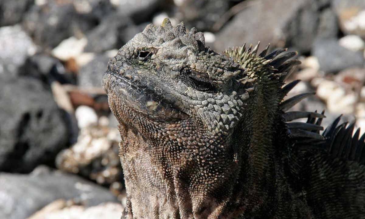 Combining a Galápagos Charter with Mainland Ecuador: Is It Worth It?