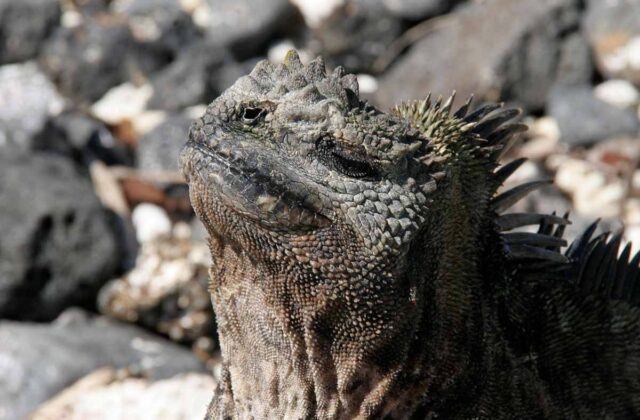 Combining a Galápagos Charter with Mainland Ecuador: Is It Worth It?