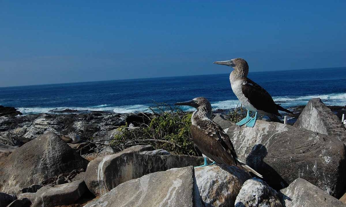 How Many Guests Can a Galápagos Yacht Charter Comfortably Host?