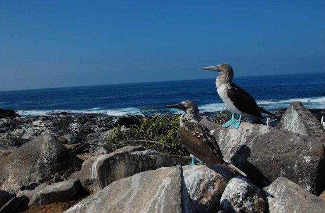 How Many Guests Can a Galápagos Yacht Charter Comfortably Host?