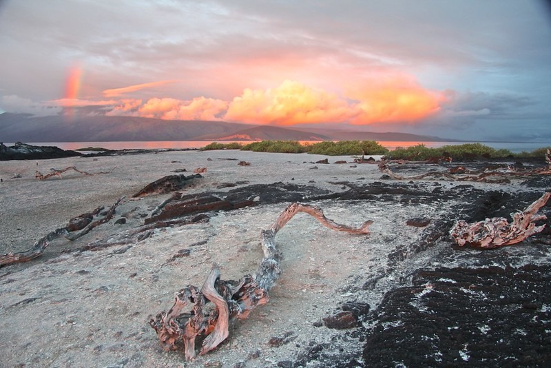 Eastern vs. Western Galápagos Itineraries: How to Actually Choose