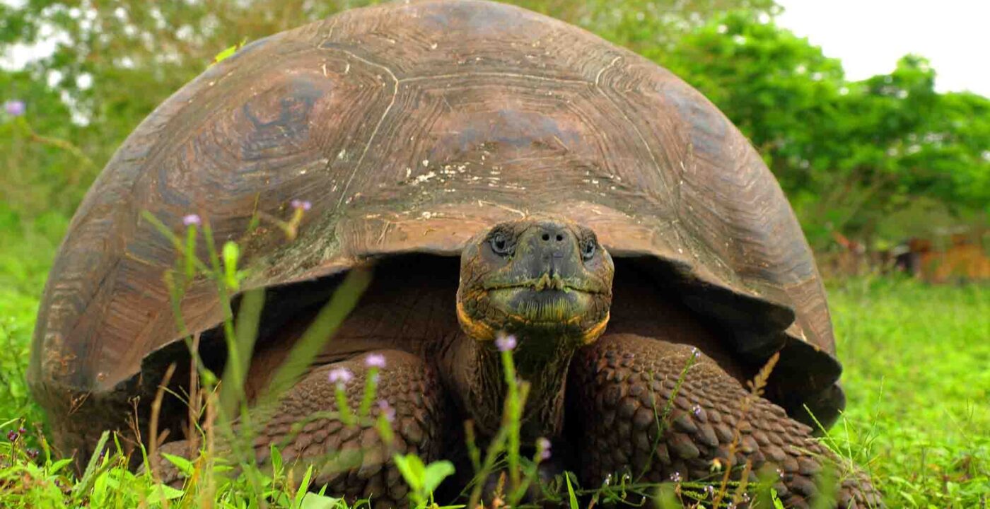 Naturalist Guides and Galápagos National Park Rules: What Every Guest Should Know
