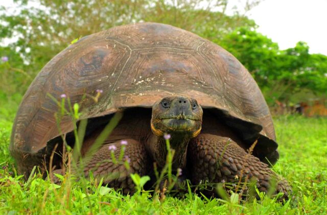 Naturalist Guides and Galápagos National Park Rules: What Every Guest Should Know